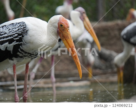 A painted stork  perched on a branch, displaying its distinctive long orange beak, black and white patterned wings, and pinkish feathers.  124069212