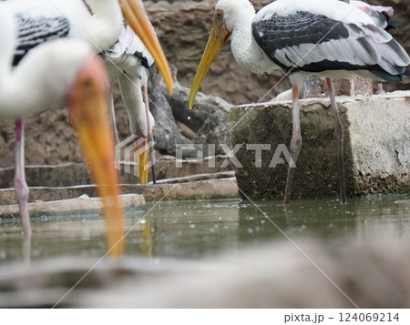 A painted stork  perched on a branch, displaying its distinctive long orange beak, black and white patterned wings, and pinkish feathers.  124069214