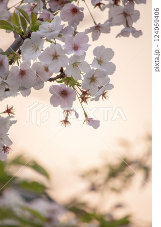 夕陽に照らされる桜 夕陽に照らされる桜 124069406