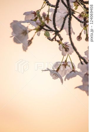 夕日に染まる桜 124069408