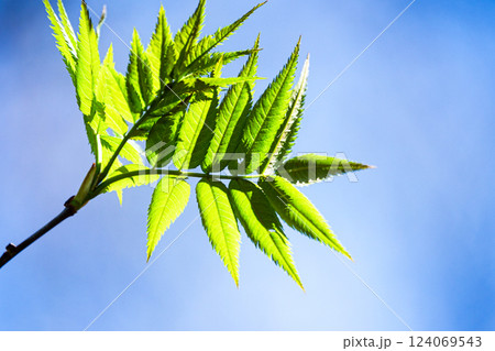 ナナカマドの若葉 ナナカマドの若葉 124069543