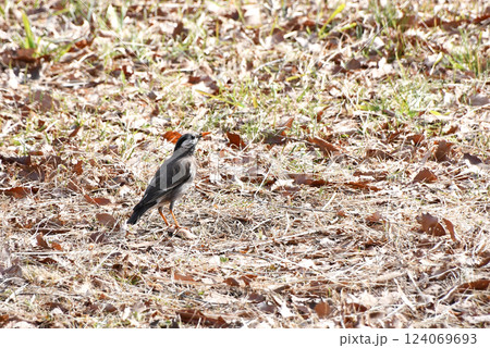 立ち止まり空を見上げるムクドリのメス 立ち止まり空を見上げるムクドリのメス 124069693