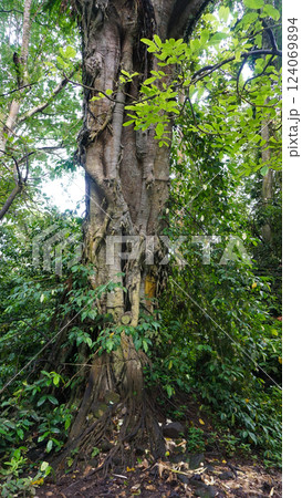 Forest tree with roots and leaves 124069894