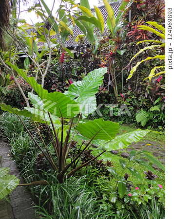 Philodendron bipinnatifidum or split-leaf philodendron, lacy tree philodendron, selloum, horsehead philodendron - Houseplant care concept. 124069898