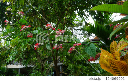 Clerodendrum paniculatum flower or commonly called pagoda flower Clerodendrum paniculatum flower or commonly called pagoda flower 124069901