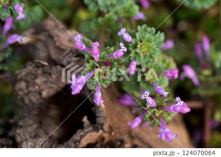小さなホトケノザの花 小さなホトケノザの花 124070064