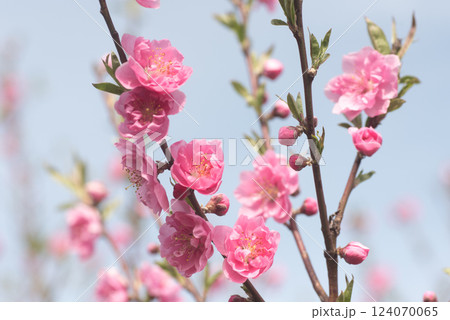 桃の花 124070065