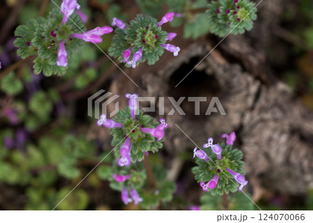 小さなホトケノザの花 小さなホトケノザの花 124070066