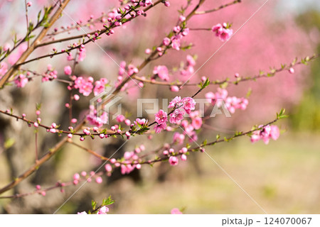 桃の花 桃の花 124070067