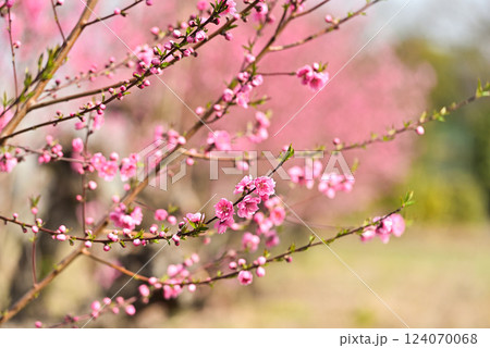 桃の花 桃の花 124070068