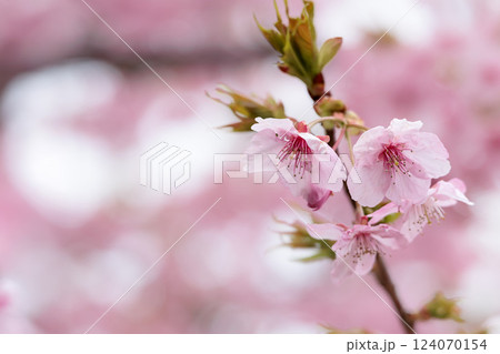 初春の陽光を受けてピンクに輝く河津桜 初春の陽光を受けてピンクに輝く河津桜 124070154