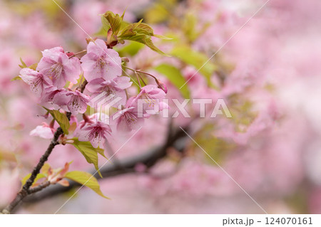 初春の陽光を受けてピンクに輝く河津桜 124070161