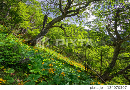 南アルプス・千枚岳稜線のマルバダケブキ群落 124070307