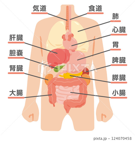 人物と内臓のイラストセット1 人物と内臓のイラストセット1 124070458