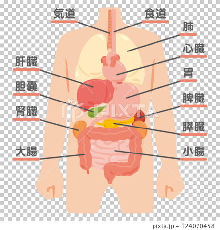 人物と内臓のイラストセット1 人物と内臓のイラストセット1 124070458