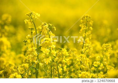 春のイメージ　桜と菜の花 124070668