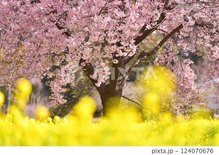 春のイメージ　桜と菜の花 124070676