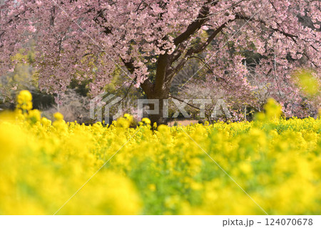 春のイメージ　桜と菜の花 124070678