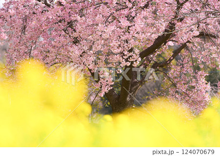 春のイメージ 桜と菜の花 春のイメージ 桜と菜の花 124070679