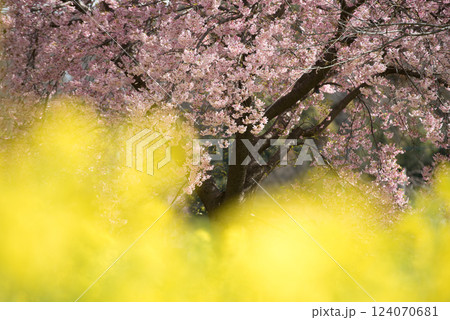 春のイメージ 桜と菜の花 春のイメージ 桜と菜の花 124070681
