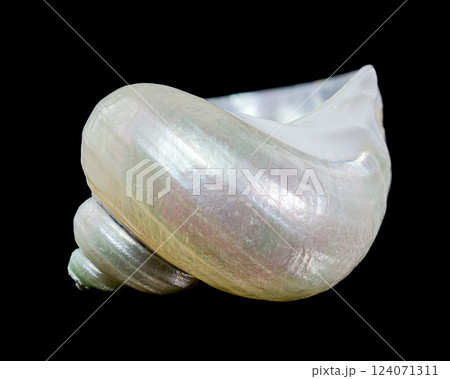 Beautiful Spiral Seashell with Pearly Interior 124071311