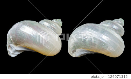 Beautiful Spiral Seashell with Pearly Interior 124071313