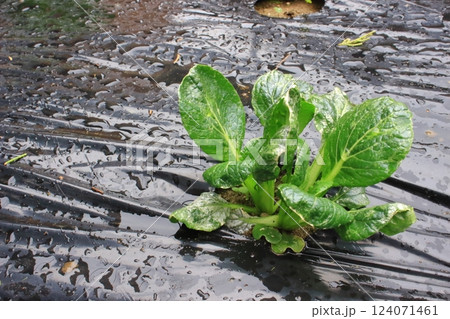 小松菜の葉 小松菜の葉 124071461