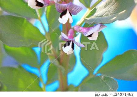 ソラマメの花、春を告げる紫と白のコントラスト ソラマメの花、春を告げる紫と白のコントラスト 124071462