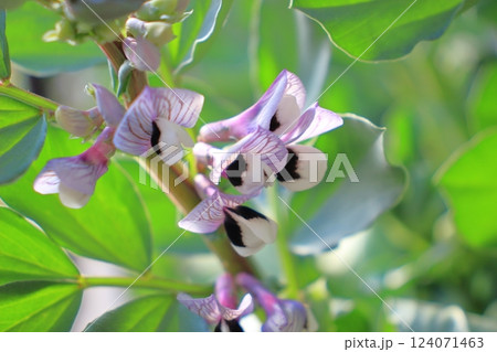 ソラマメの花、黒い斑紋がアクセントの春の彩り ソラマメの花、黒い斑紋がアクセントの春の彩り 124071463