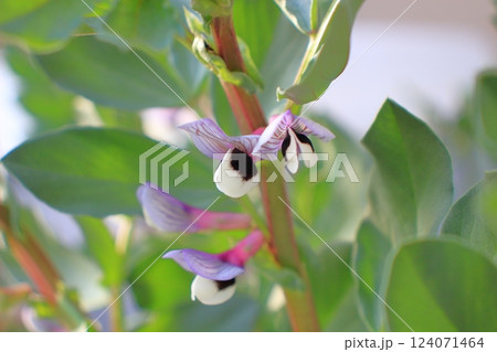 ソラマメの花、紫の筋模様が美しい春の訪れ ソラマメの花、紫の筋模様が美しい春の訪れ 124071464