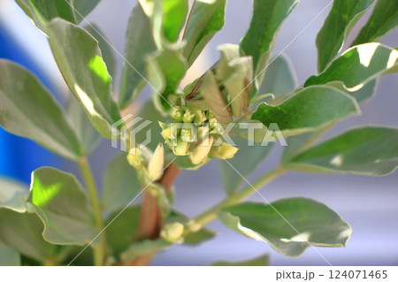ソラマメの花の蕾 ソラマメの花の蕾 124071465