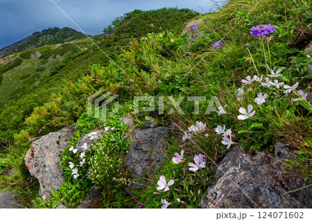南アルプス・千枚岳の高山植物と悪沢岳への稜線 124071602
