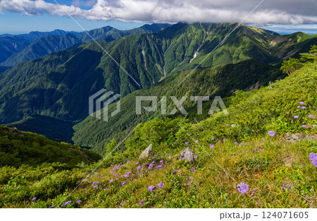 南アルプス・千枚岳のマツムシソウ群落と赤石岳・聖岳の眺め 南アルプス・千枚岳のマツムシソウ群落と赤石岳・聖岳の眺め 124071605