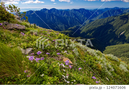 南アルプス・千枚岳の高山植物群落と笊ヶ岳・光岳の眺め 124071606