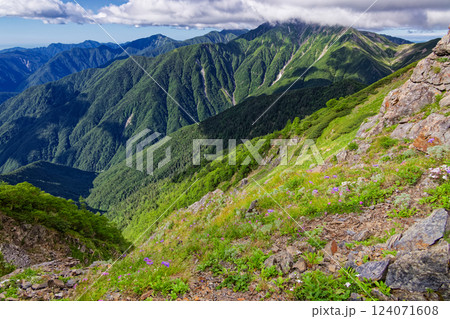 高山植物咲く千枚岳稜線から見る赤石岳 高山植物咲く千枚岳稜線から見る赤石岳 124071608
