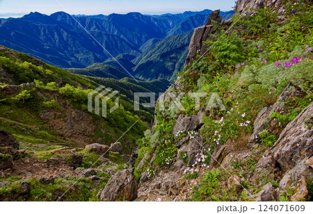 高山植物咲く南アルプス・千枚岳稜線から見る笊ヶ岳 高山植物咲く南アルプス・千枚岳稜線から見る笊ヶ岳 124071609