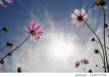 太陽に照らされたコスモスの美しさ 太陽に照らされたコスモスの美しさ 124071756