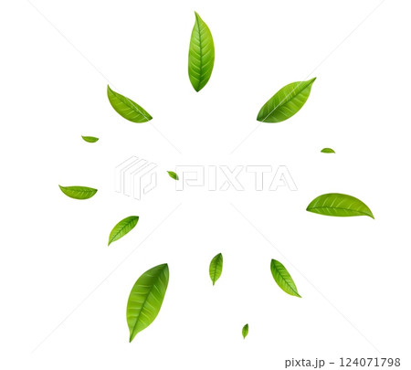 Green Floating Leaves 124071798