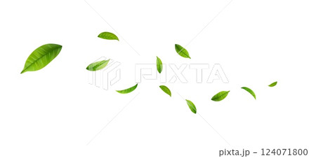 Green Floating Leaves 124071800