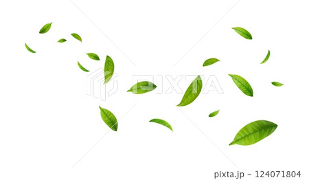 Green Floating Leaves Green Floating Leaves 124071804