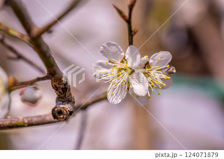 午後の陽ざしと桜の花と蟻と 124071879