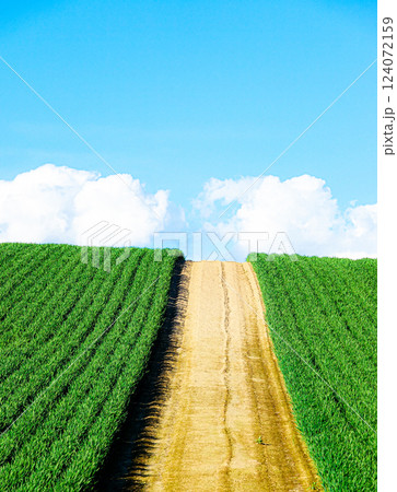 青空と雲と北海道美瑛町の初夏の風景 青空と雲と北海道美瑛町の初夏の風景 124072159