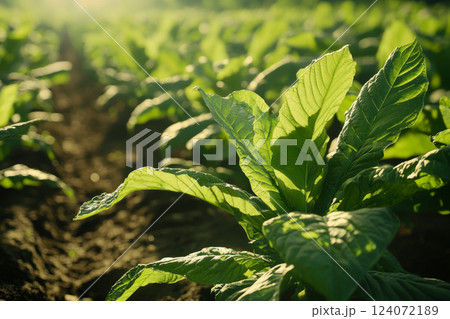 Close-Up of Fresh Green Tobacco Leaves in Field 124072189