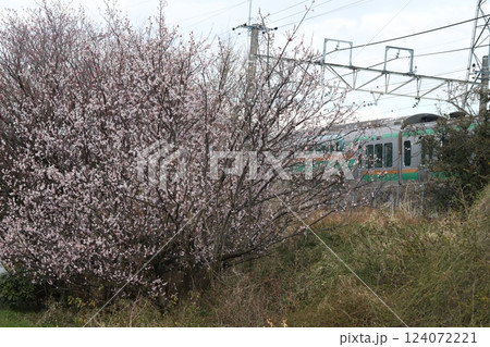 早春の埼玉県蓮田市付近に咲く梅の花と沿線を走行する上野東京ラインの普通電車の様子 早春の埼玉県蓮田市付近に咲く梅の花と沿線を走行する上野東京ラインの普通電車の様子 124072221