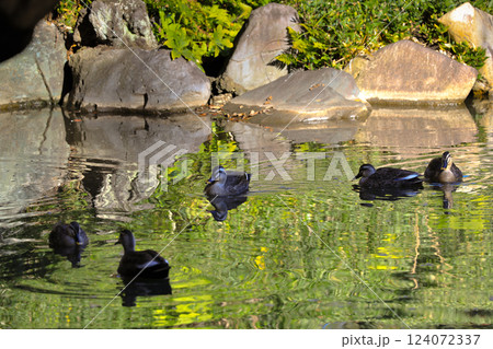 Pond Scene with Ducks and Vibrant Reflections, Tokyo Dec 6 2024 Pond Scene with Ducks and Vibrant Reflections, Tokyo Dec 6 2024 124072337