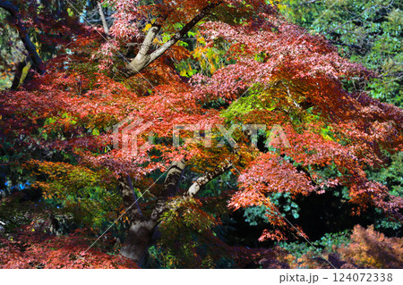 Red Autumn Maple Trees in a Peaceful Park Setting, Tokyo Dec 6 2024 124072338