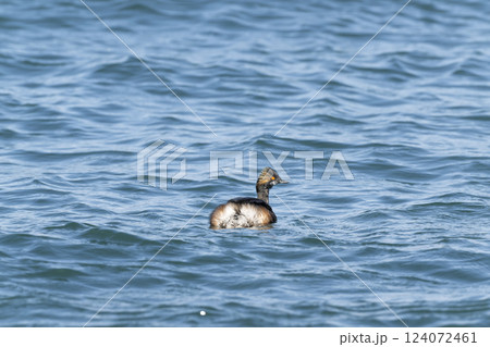 ハジロカイツブリ ハジロカイツブリ 124072461