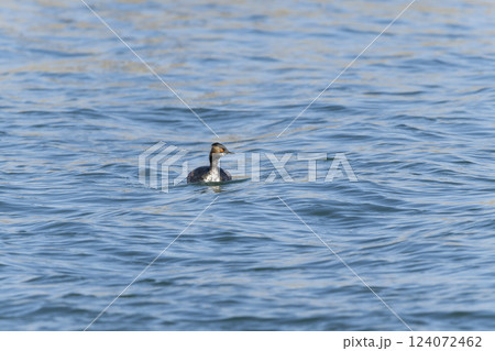 ハジロカイツブリ 124072462