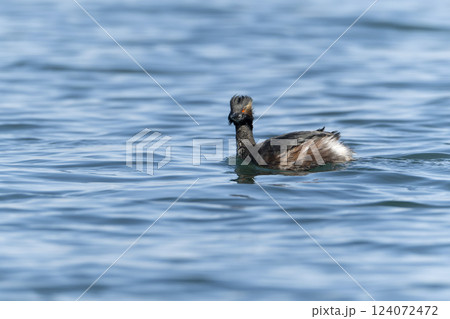 ハジロカイツブリ 124072472