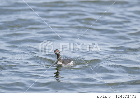 ハジロカイツブリ ハジロカイツブリ 124072473